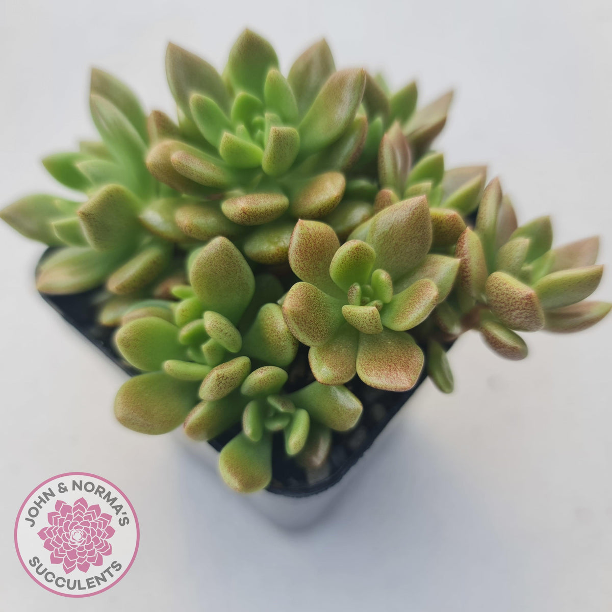 Sinocrassula densirosulata