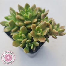 Load image into Gallery viewer, Sinocrassula densirosulata - Multi heads - John &amp; Norma&#39;s Succulents
