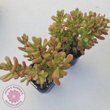 Load image into Gallery viewer, Sedum Joyce Tulloch - John &amp; Norma&#39;s Succulents
