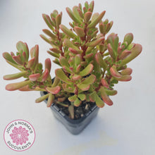 Load image into Gallery viewer, Sedum Joyce Tulloch - John &amp; Norma&#39;s Succulents
