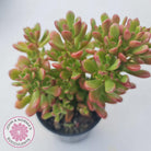 Sedum 'Joyce Tulloch'