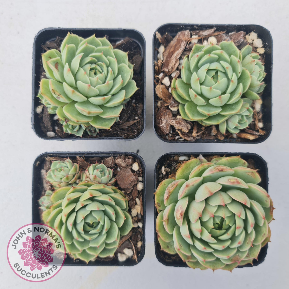 Echeveria Ben Badis