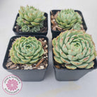Echeveria Ben Badis