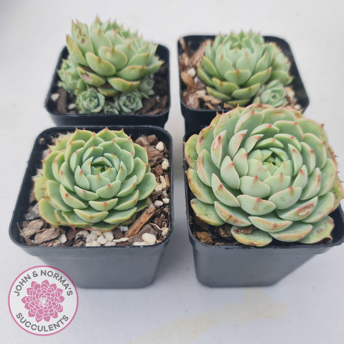 Echeveria Ben Badis