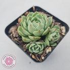 Echeveria Ben Badis