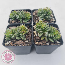 Load image into Gallery viewer, Crassula Frosty - John &amp; Norma&#39;s Succulents
