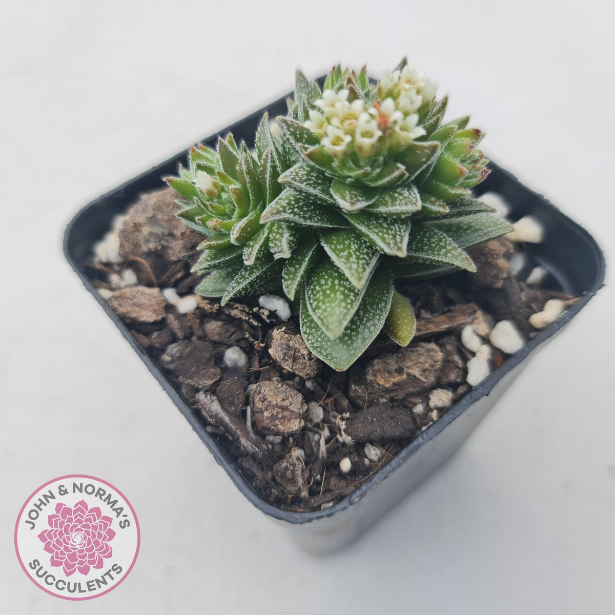 Crassula Frosty