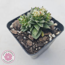 Load image into Gallery viewer, Crassula Frosty - John &amp; Norma&#39;s Succulents
