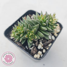 Load image into Gallery viewer, Crassula Frosty - John &amp; Norma&#39;s Succulents
