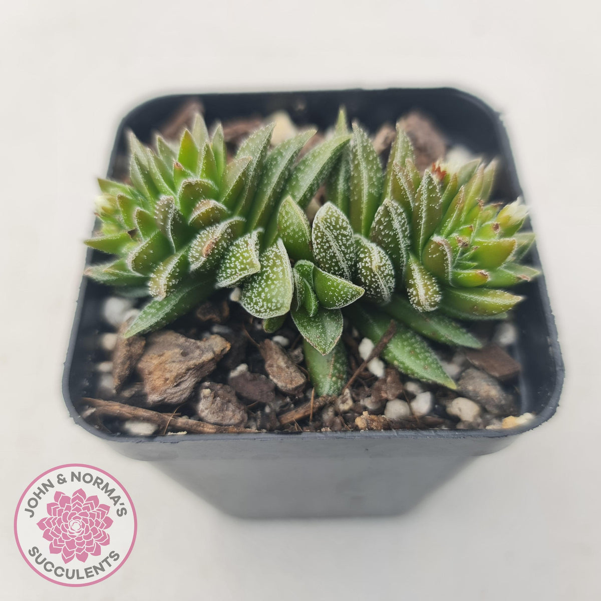 Crassula Frosty