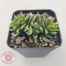 Load image into Gallery viewer, Crassula Frosty - John &amp; Norma&#39;s Succulents
