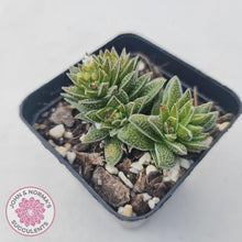 Load image into Gallery viewer, Crassula Frosty - John &amp; Norma&#39;s Succulents
