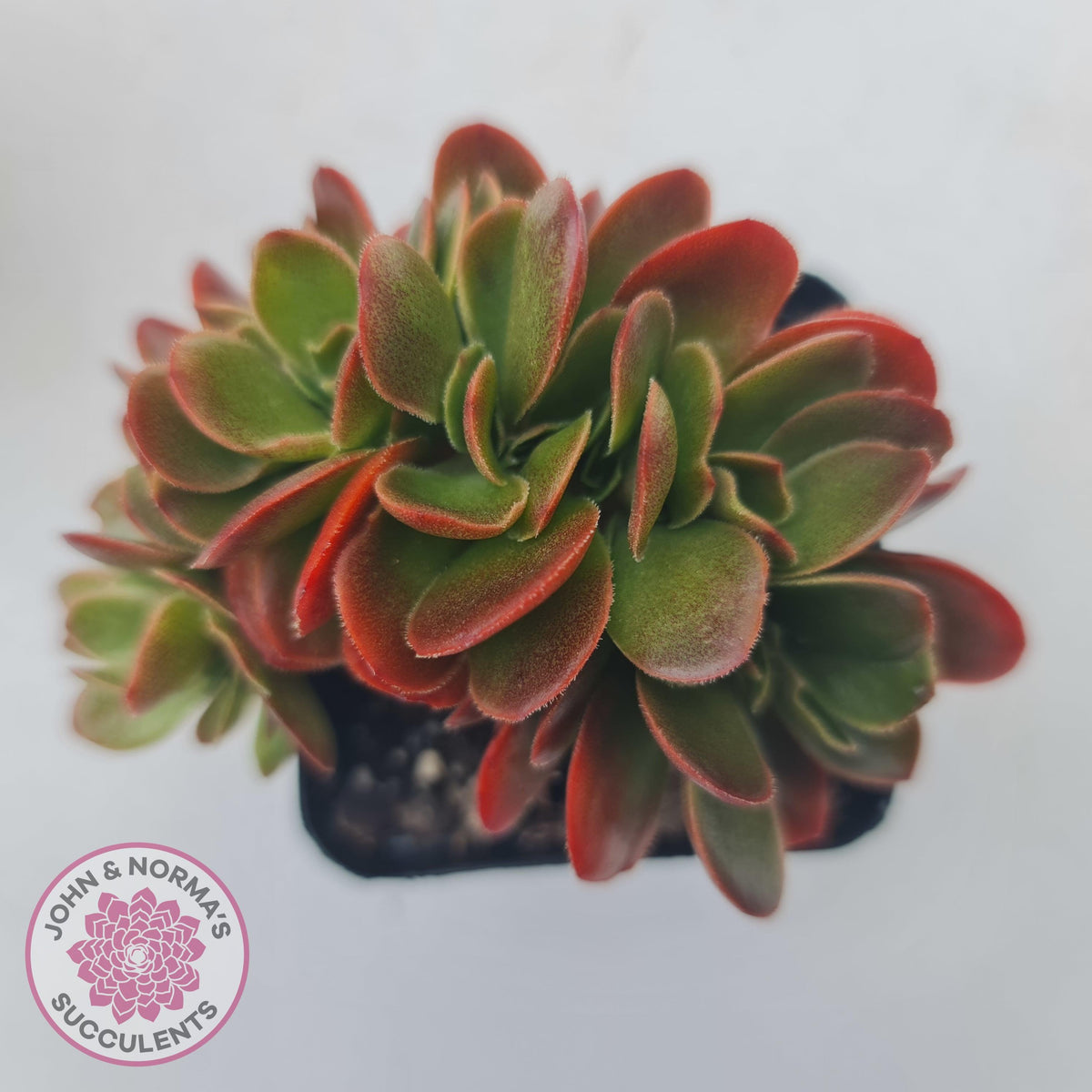 Echeveria Fimbriata Fasciculata Crest
