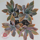 Graptoveria Fred Ives