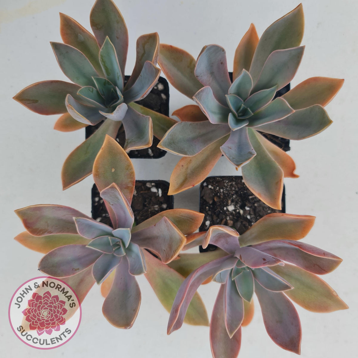 Graptoveria Fred Ives