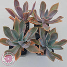 Graptoveria Fred Ives