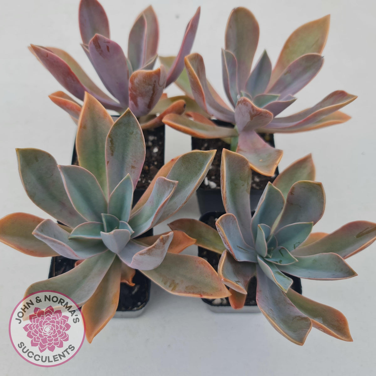 Graptoveria Fred Ives