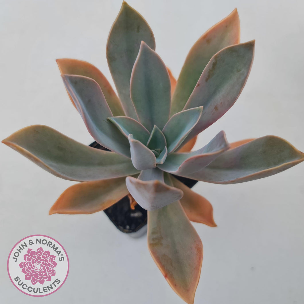 Graptoveria Fred Ives - John & Norma's Succulents