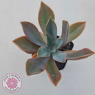 Graptoveria Fred Ives