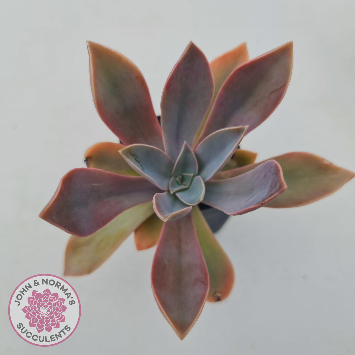 Graptoveria Fred Ives