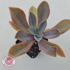 Graptoveria Fred Ives