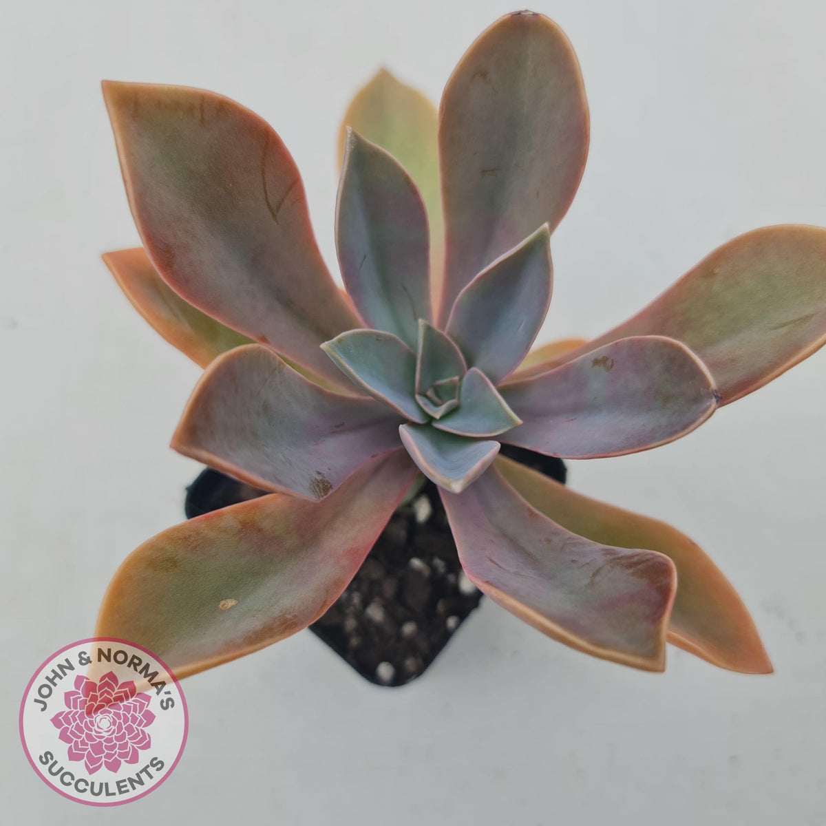 Graptoveria Fred Ives