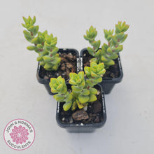 Load image into Gallery viewer, Crassula var (Unknown) - John &amp; Norma&#39;s Succulents
