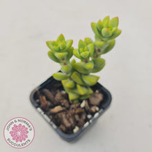 Load image into Gallery viewer, Crassula var (Unknown) - John &amp; Norma&#39;s Succulents
