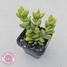 Load image into Gallery viewer, Crassula var (Unknown) - John &amp; Norma&#39;s Succulents
