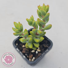 Load image into Gallery viewer, Crassula var (Unknown) - John &amp; Norma&#39;s Succulents
