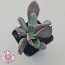 Load image into Gallery viewer, Pachyveria Blue Tongue - John &amp; Norma&#39;s Succulents
