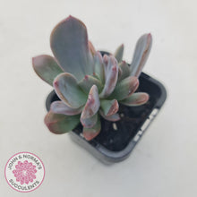 Load image into Gallery viewer, Pachyveria Blue Tongue - John &amp; Norma&#39;s Succulents
