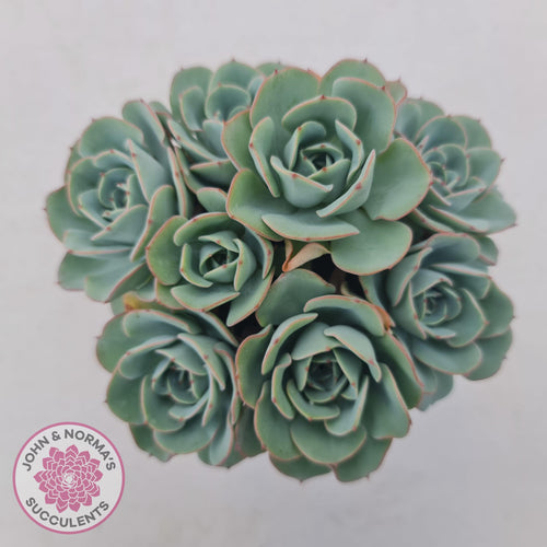 Echeveria Peaches and Cream - John & Norma's Succulents