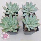 Echeveria 'Cleone'