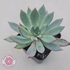 Echeveria 'Cleone'