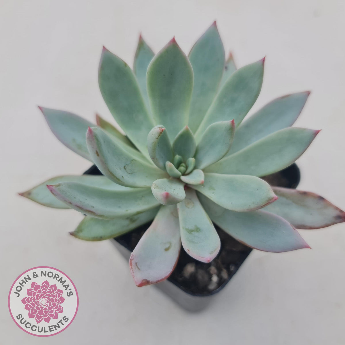 Echeveria 'Cleone'
