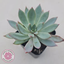 Load image into Gallery viewer, Echeveria Cleone - John &amp; Norma&#39;s Succulents
