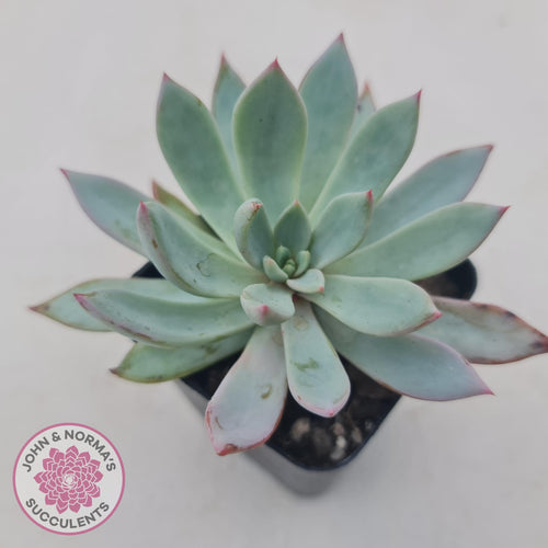 Echeveria Cleone - John & Norma's Succulents