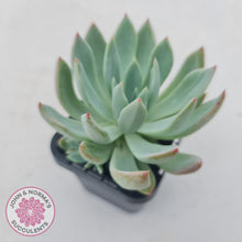 Load image into Gallery viewer, Echeveria Cleone - John &amp; Norma&#39;s Succulents
