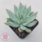 Echeveria 'Cleone'