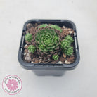 Rosularia Platyphylla