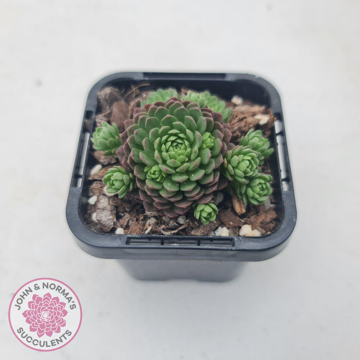 Rosularia Platyphylla