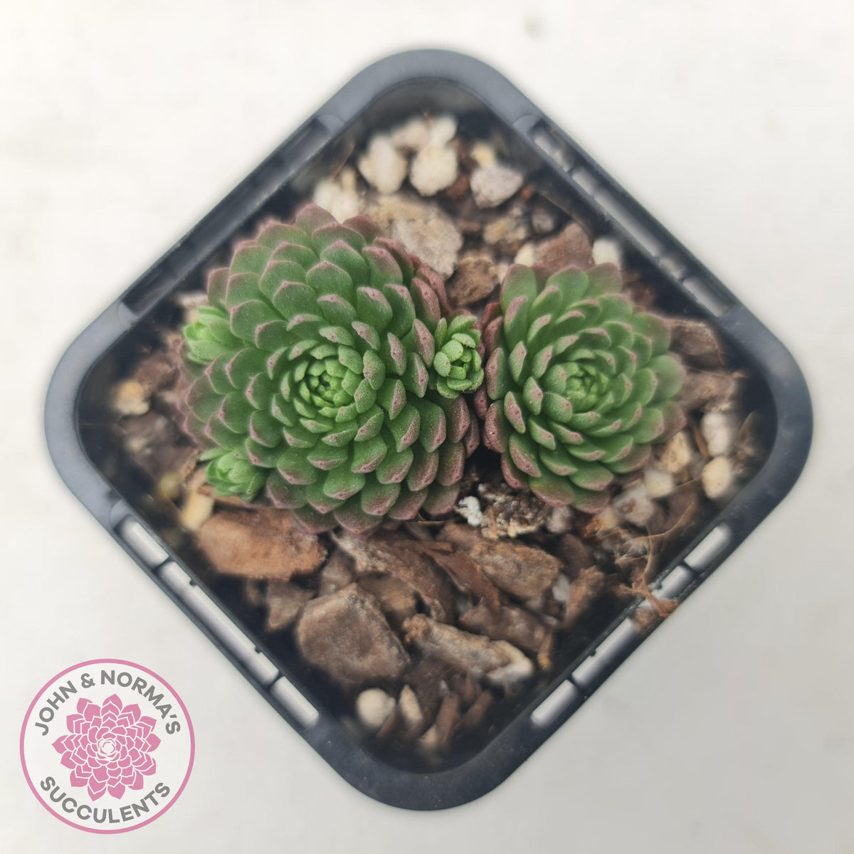 Rosularia Platyphylla