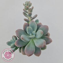 Load image into Gallery viewer, Graptosedum Miul - John &amp; Norma&#39;s Succulents
