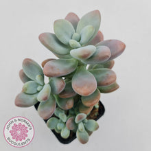 Load image into Gallery viewer, Graptosedum Miul - John &amp; Norma&#39;s Succulents
