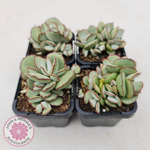 Load image into Gallery viewer, Cotyledon Choco Line - John &amp; Norma&#39;s Succulents
