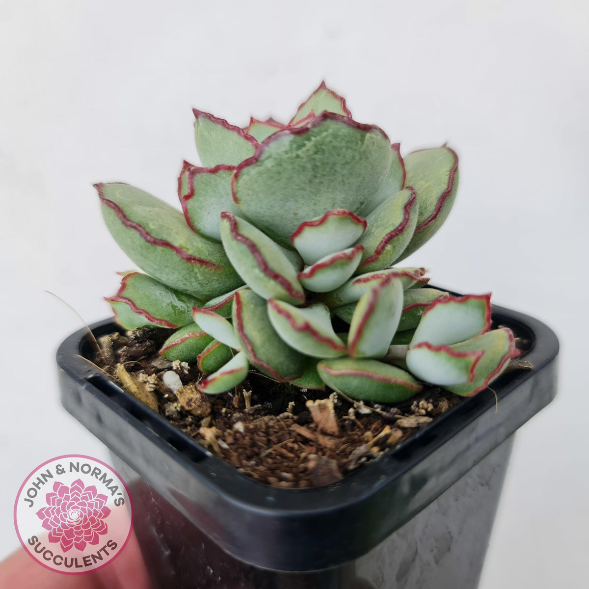 Cotyledon 'Choco Line'