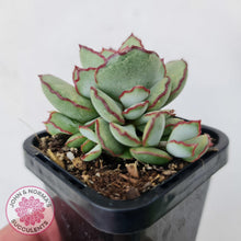 Load image into Gallery viewer, Cotyledon Choco Line - John &amp; Norma&#39;s Succulents
