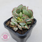 Cotyledon 'Choco Line'