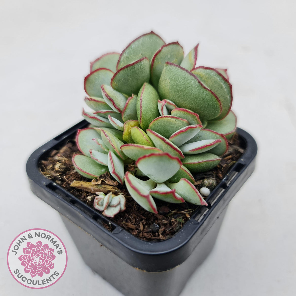 Cotyledon 'Choco Line'
